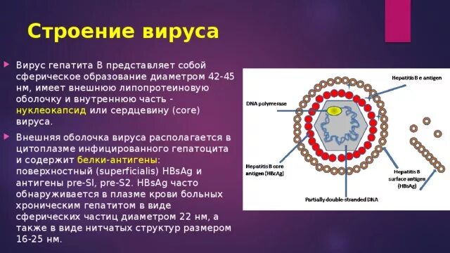 Строение вируса нуклеокапсид. Вирусный гепатит в строение. Строение вируса гепатита в. Строение оболочки вируса.