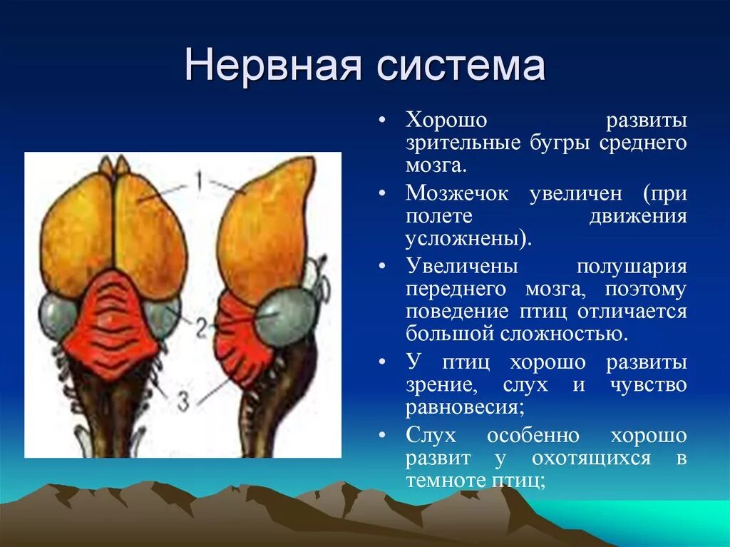 Развитый мозжечок у птиц. Нервная система птиц мозг. Птицы передний средний мозг мозжечок нервная система. Строение мозга птиц. Строение отделов головного мозга птиц.