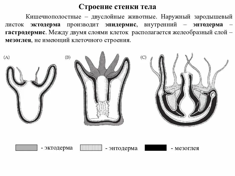 Процесс образования двух зародышевых листков. Процесс образования двух зародышевых листков