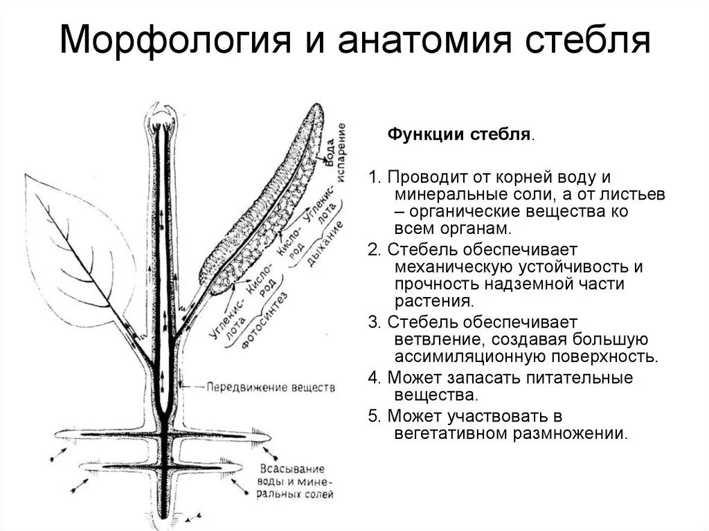 Анатомическое строение побега стебля. Морфологическое строение стебля. Морфологическое строение побега и стебля. Внешнее строение стебля. Функции стебля цветка