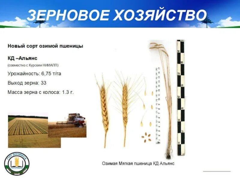 Размещение зернового хозяйства. Технические культуры таблица. Факторы размещения пшеницы. Размещение зернового хозяйства. Размещение зернового хозяйства.