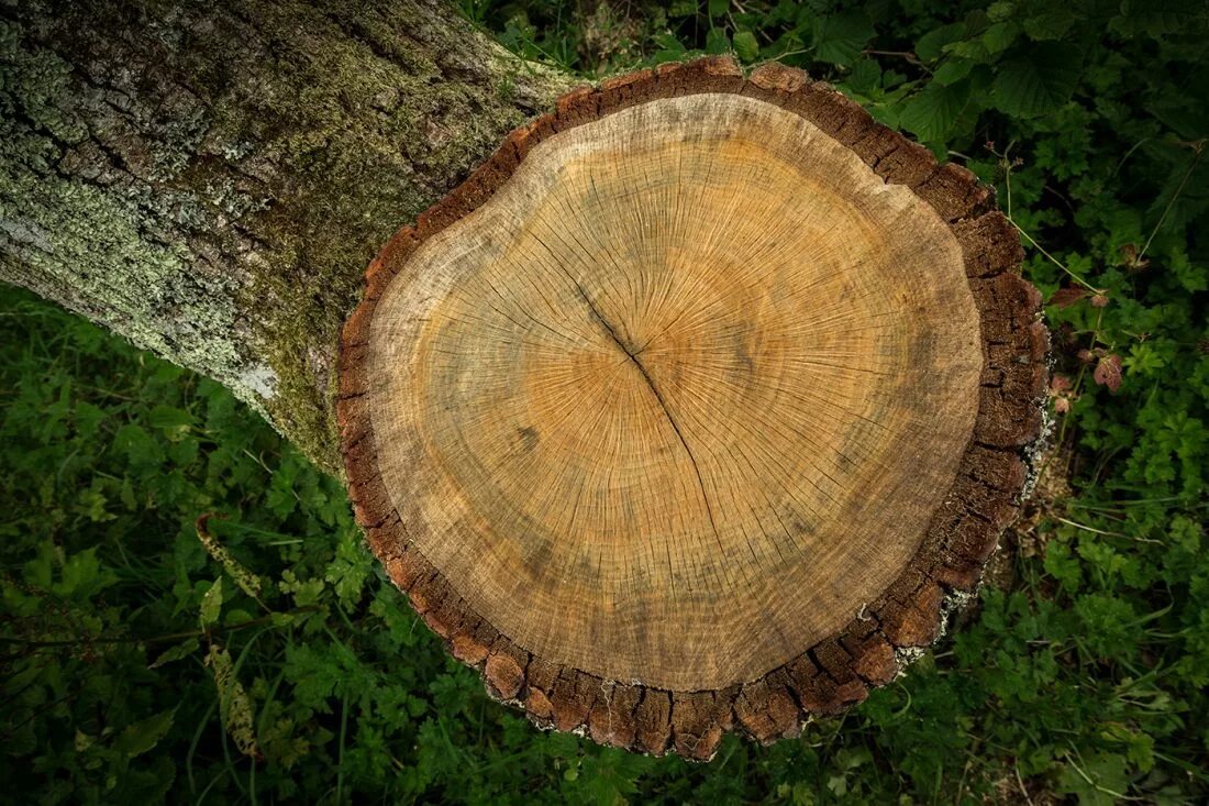 Tree trunk перевод. Cross section of the tree. tree trunk. oak trunk. norway spruce cross section wood.