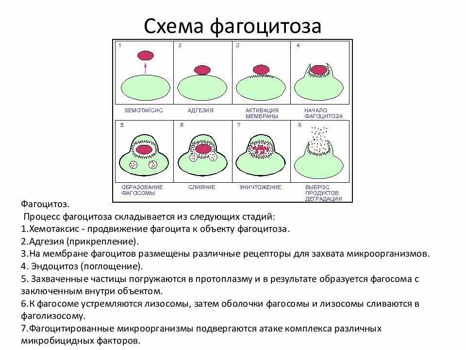 Процесс фагоцитоза схема. Схема отдельных стадий фагоцитоза. Стадии фагоцитоза иммунология рисунок. Этапы фагоцитоза схема.