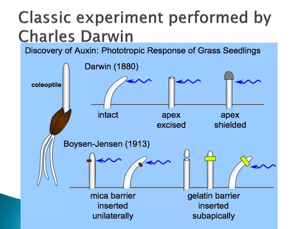 Plant physiology. Колеоптиль ауксин. Ауксин Bacillus. Бойсен-Йенсен. Опыт Бойсена-Йенсена.