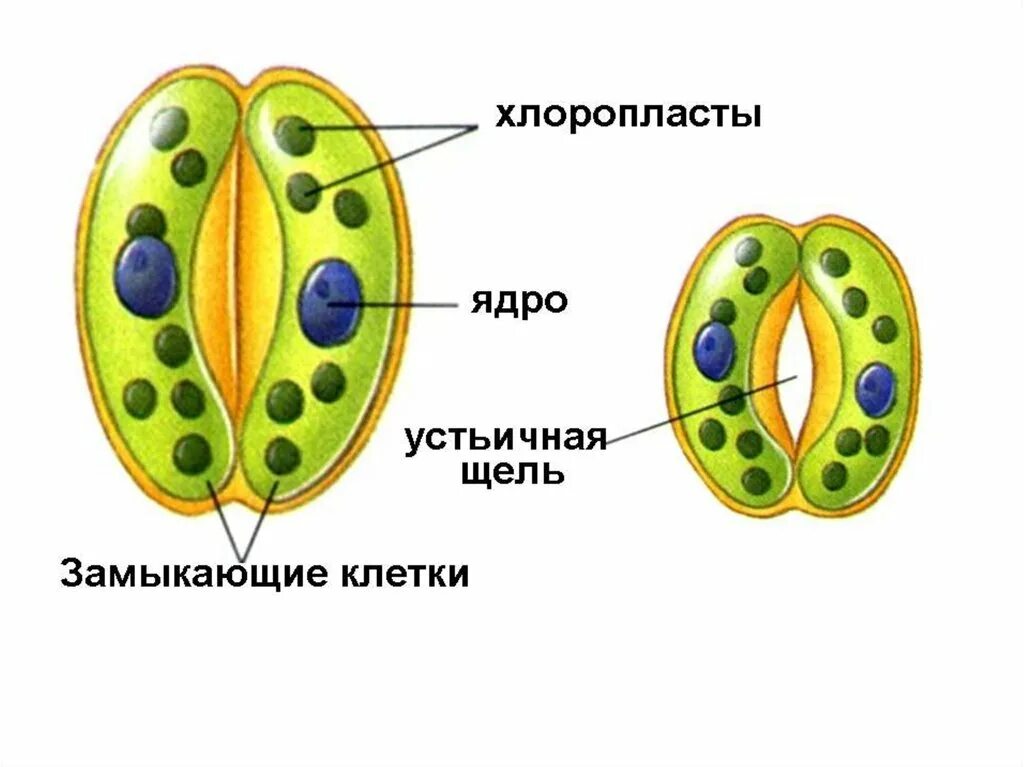 Хлоропласты в устьицах. Замыкающие клетки устьица строение. Клетка устьичная щель. Устьичная щель и замыкающие клетки. Замыкающие клетки устьиц рисунок.