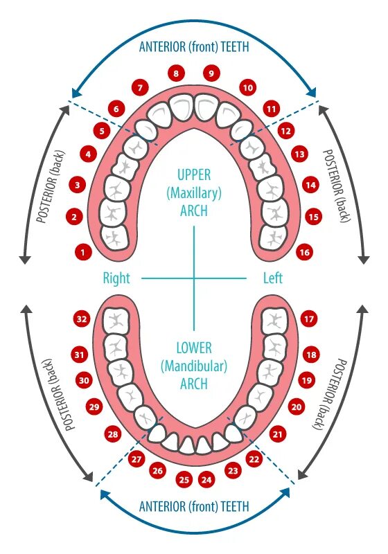 Номера зубов. Стоматологические номера зубов. Нумерация зубов в стоматологии. Нумерация зубов в стоматологии схема.