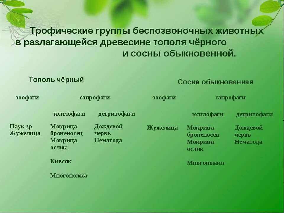 Какой тип питания характерен для сосны. Группы беспозвоночных животных. Трофические группы организмов. Способы питания и трофические группы. Трофические группы примеры.