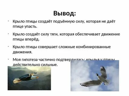 Пословица сила птицы в крыльях