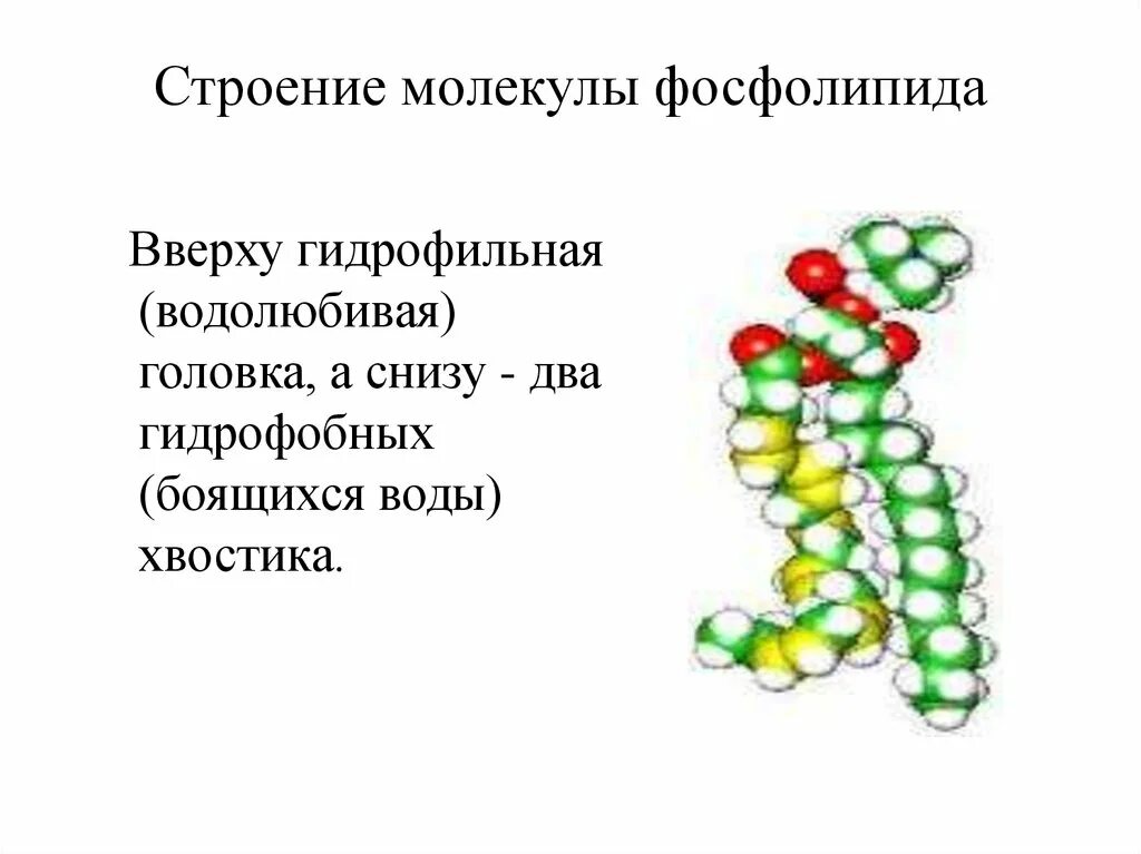 Фосфолипиды структура молекулы. Фосфолипиды строение структура. Строение молекулы фосфолипида. Строение фосфолипидов.