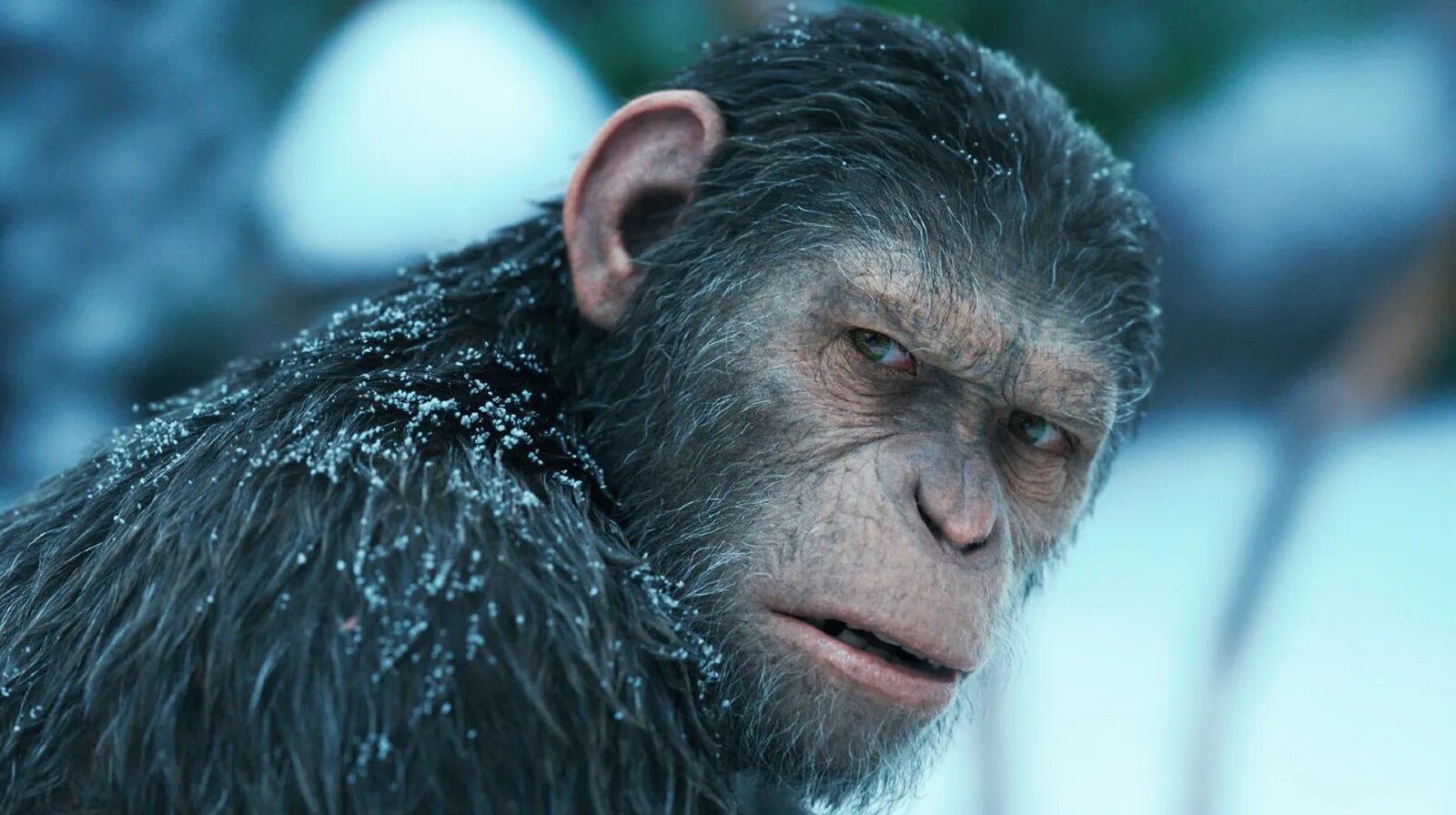 Caesar planet of the apes
