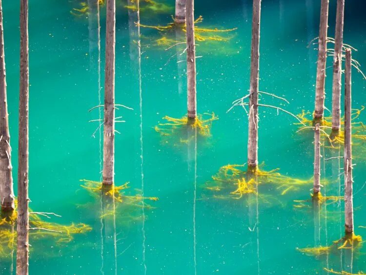 Дерево ногами в воде. Озеро Каинды дайвинг. Подводный лес в озере Каинды. Дерево под водой. Деревья растущие в воде.