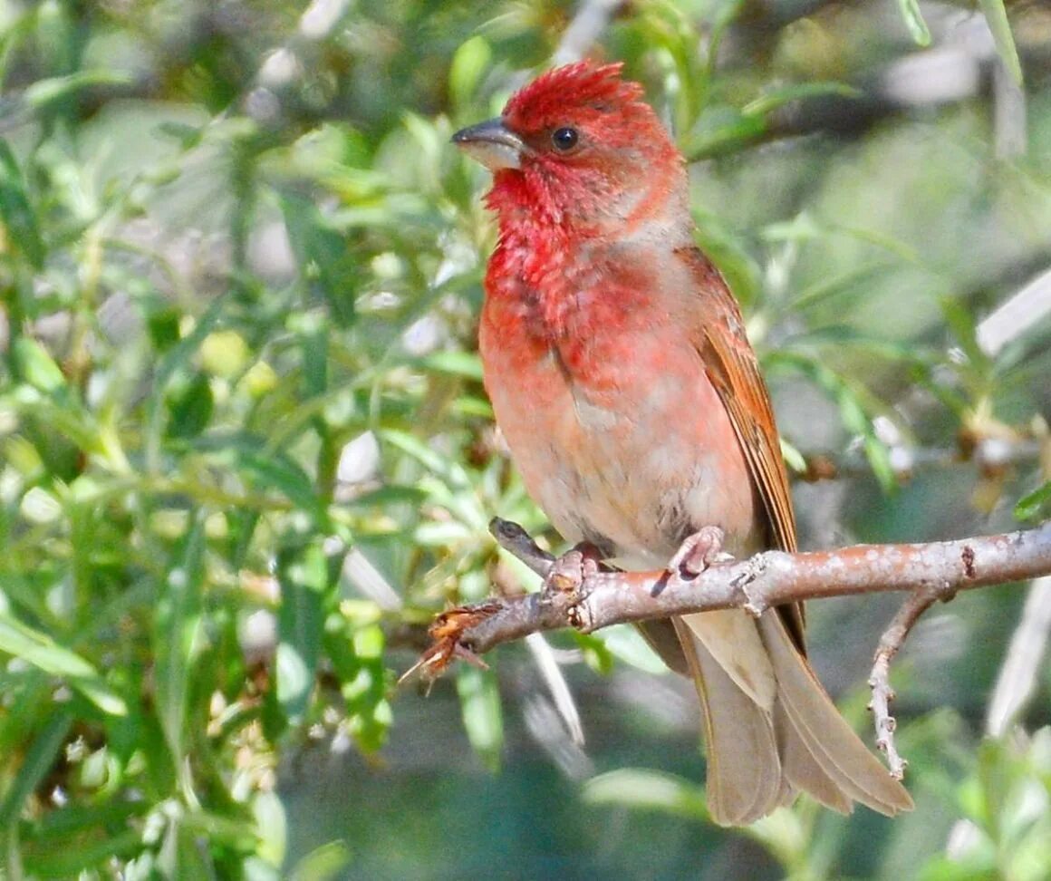Чечевица carpodacus erythrinus. Красный воробьев. Сибирская чечевица вьюрковые. Красный воробей чечевица. Чечевица вьюрковая.