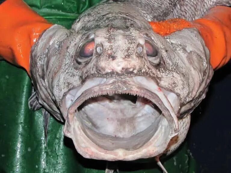 Почему рыбы самый. Кожные железы у рыб. Рыба для презентации для детей. Макрурус гренадер. Почему рыбы самый.