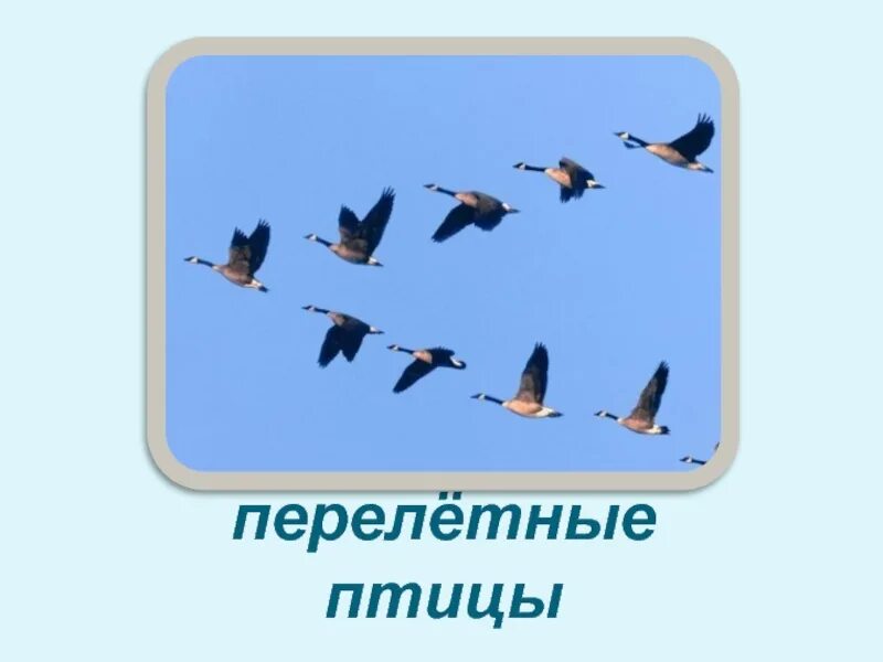 Птицы весной цель. Перелетные птицы. Перелетные птицы прилетают весной. Перелётные птицы весной для дошкольников. Птицы прилетели для детей.