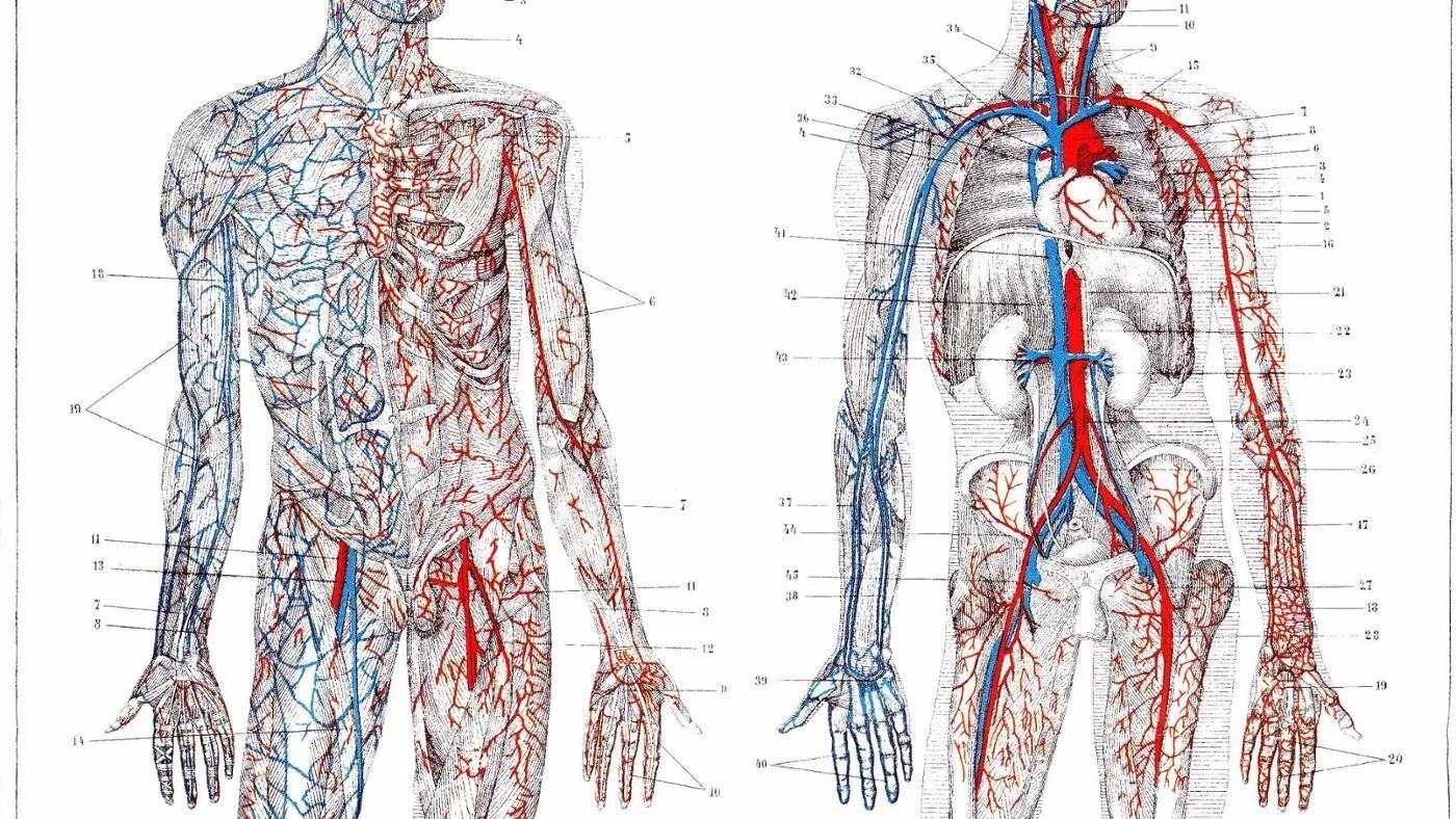 Артерии и вены тела. Сосудистая система человека анатомия вены и артерии. Артериальная система человека анатомия атлас. Венозная и артериальная система человека схема. Артериальная система человека магистральные сосуды.