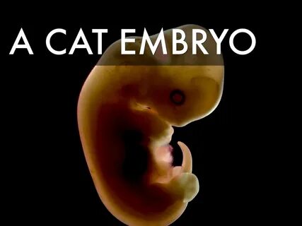 Эмбрион кошки