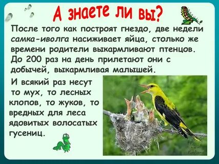 Как животные питаются 3 класс окружающий