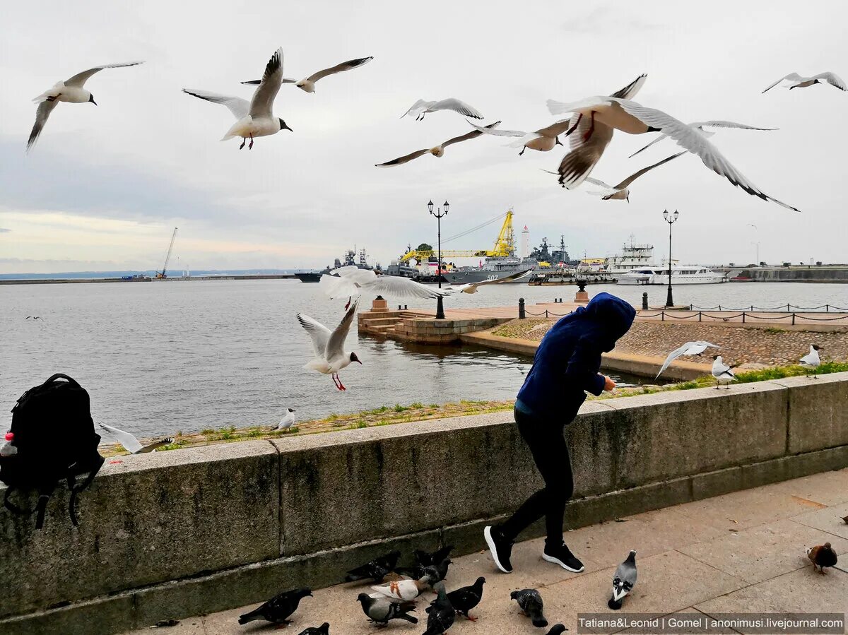 Чайки живущие в городе. Чайка санкт-петербург. большая чайка в питере. озерная чайка в спб. огромные чайки в петербурге.