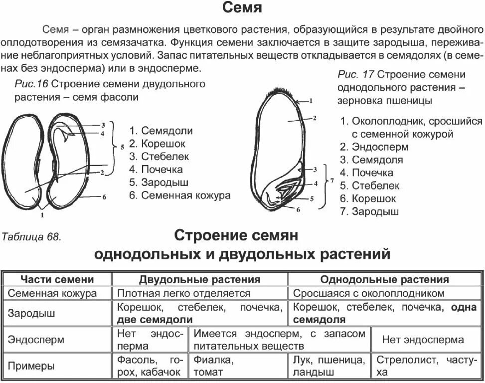 Строение семян тест. Строение семени однодольных и двудольных. Функции строение семян двудольных растений. Строение семян однодольных растений 6 класс таблица. Строение семян однодольных и двудольных растений таблица.