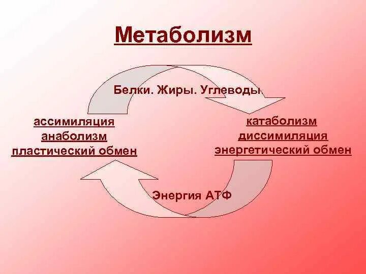 Атф анаболизма. Ассимиляция и диссимиляция метаболизм. Взаимосвязь ассимиляции и диссимиляции схема. Метаболизм схема ассимиляция. Взаимосвязь анаболизма и катаболизма.