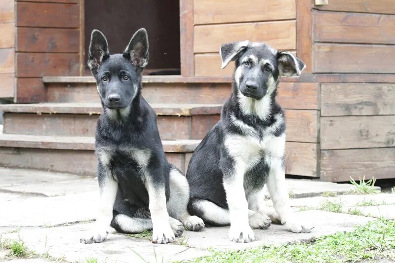 Восточно-европейская овчарка 4 месяца. Восточно европейская овчарка щенок 3 месяца. Вео овчарка 4 месяца. Восточно европейская овчарка щенок 3 месяца. Овчарка восточно-европейская щенок в 6 мес.