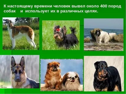Когда была выведена порода