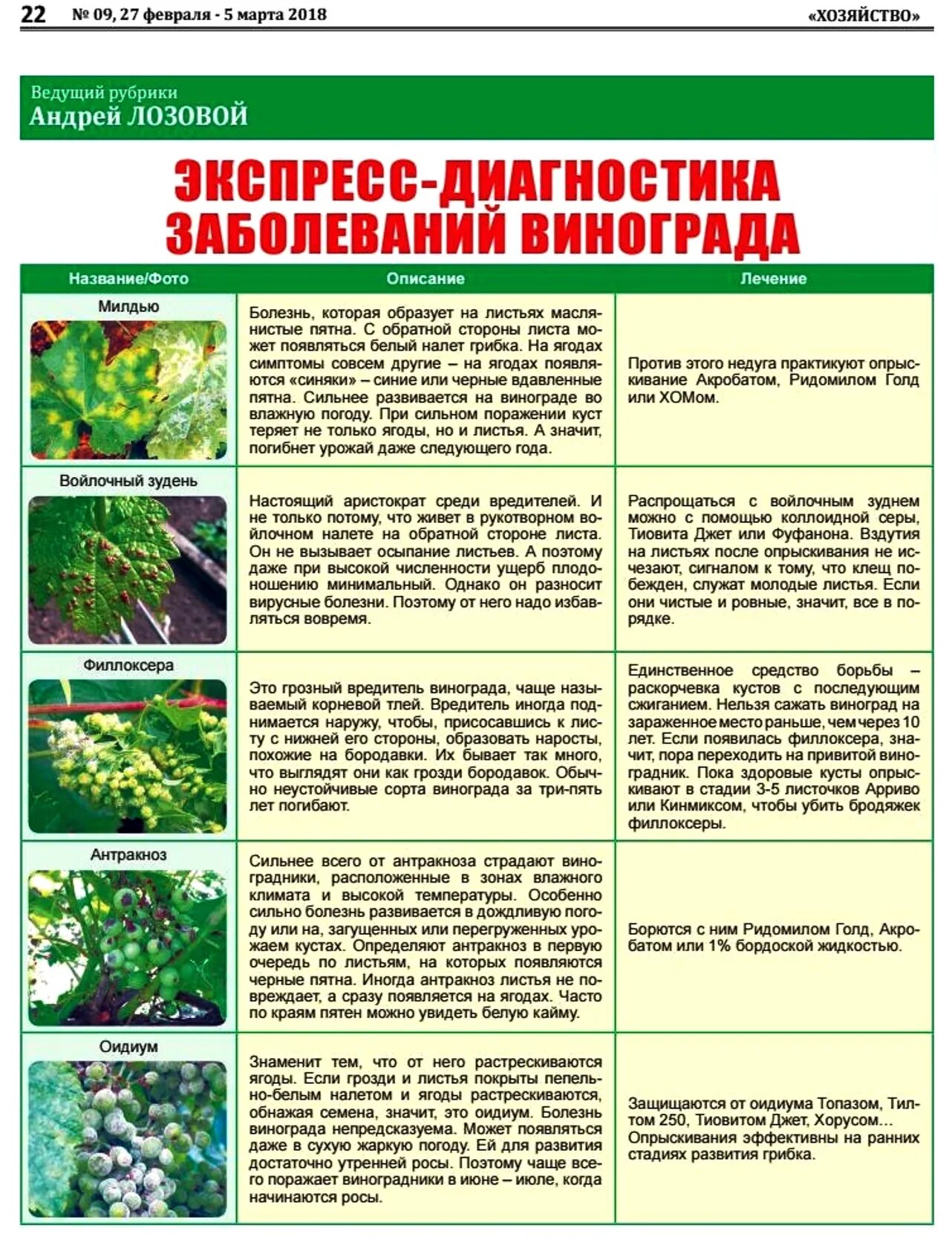 Каким препаратом можно опрыскивать. Обработать виноград от вредителей. Периоды обработки винограда от болезней и вредителей. Схема обработки винограда весной. Препараты для обработки винограда от вредителей.