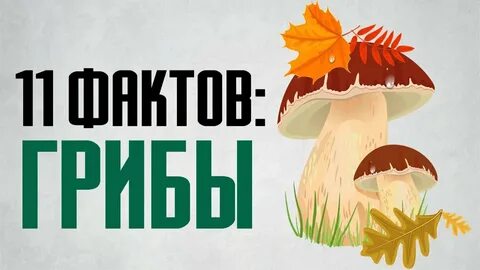 Факты про грибы для детей