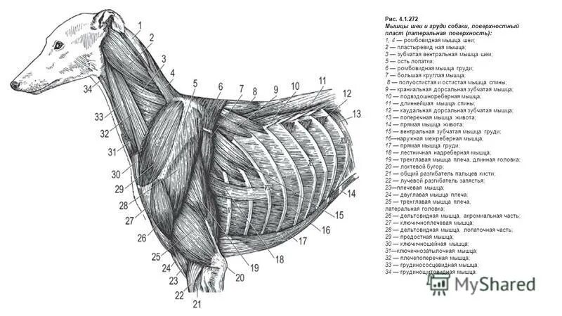 вентральные мышцы позвоночного столба крс. анатомия лошади мышцы спины. вентральная зубчатая мышца крс. мышцы лошади анатомия. мышцы грудной клетки крс.