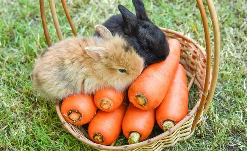 Что можно маленьким кроликам. Декоративный кролик. Кролик с морковкой. Еда для кроликов. Еда для кроликов декоративных.