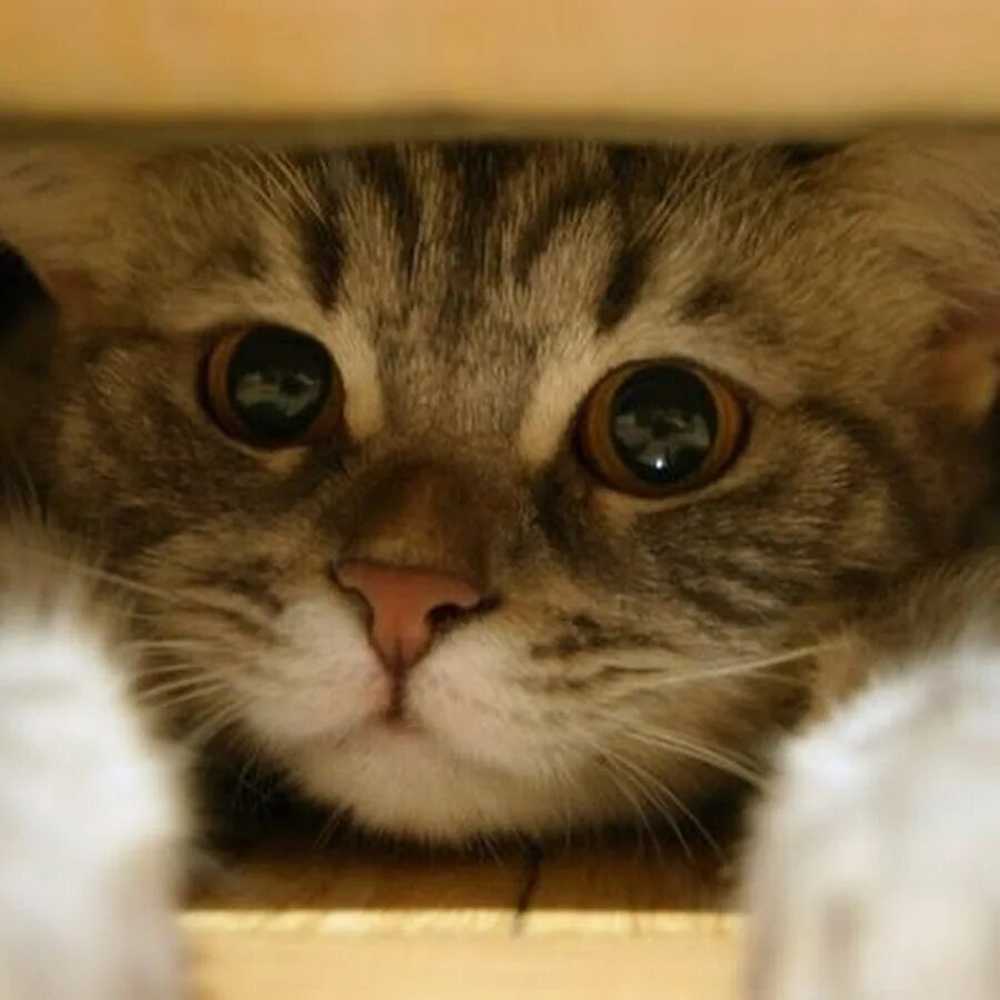 Котик утешает котика. Умилительный котик. Котики для успокоения. Милые котики успокаивающие. Успокаивающий котик.