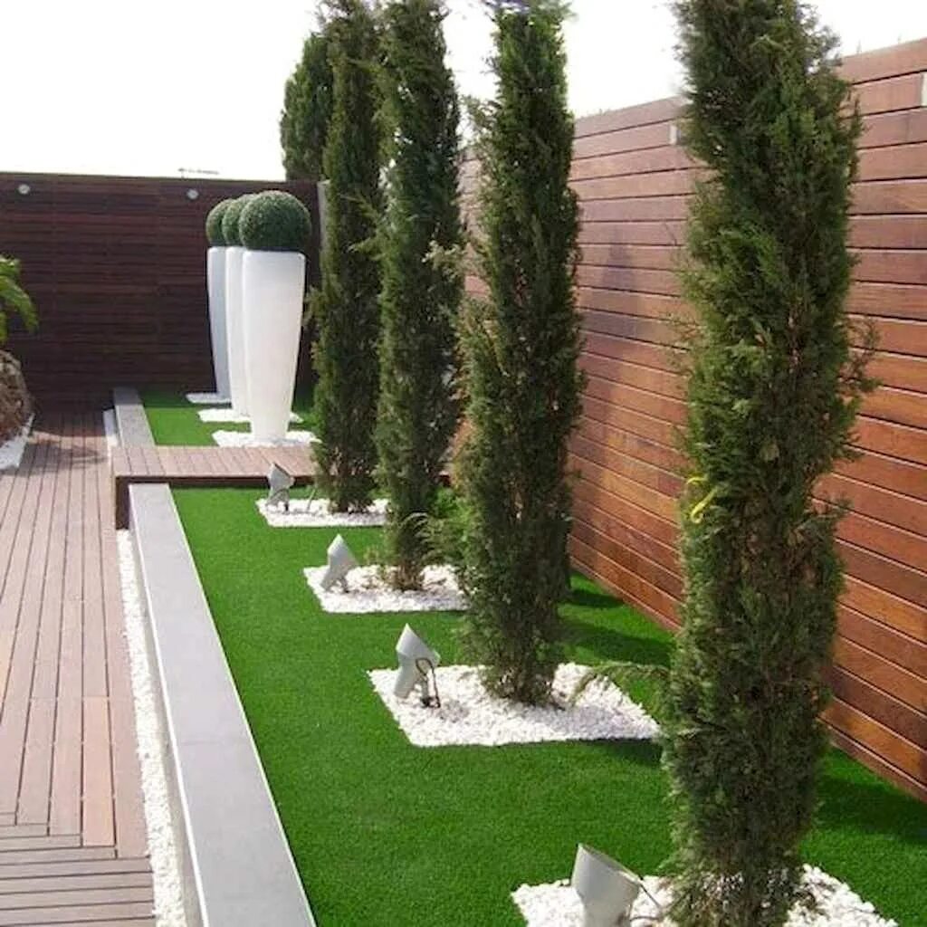 Какую тую посадить вдоль забора