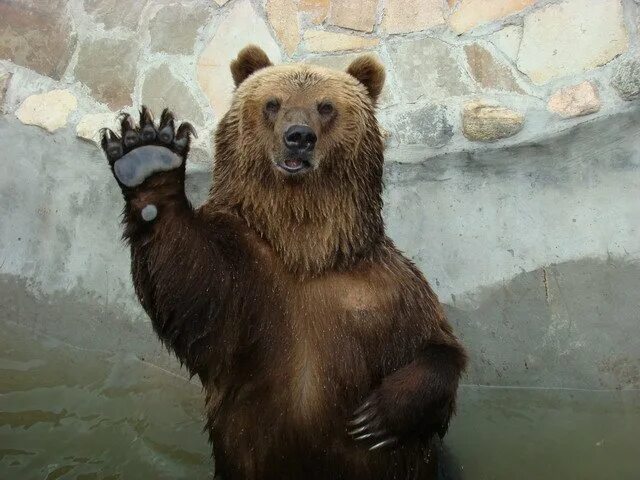 белый медведь на задних лапах. медведь машет лапой. медведь с поднятой лапой. медведь машет. белый медведь.