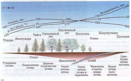 Перечислить почвы с севера на юг. Типы почв с климатом и растительностью. Взаимо связь почв с климатом и растительностью. Взаимосвязь типов почв с климатом. Типы почв с севера на Юг.