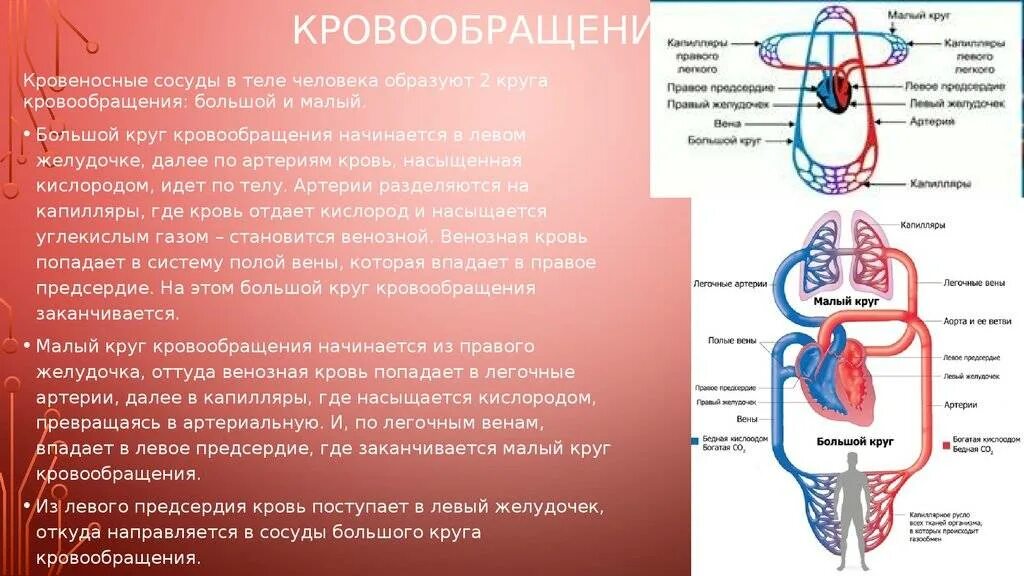 Что входит в кровообращения. Кровеносная система 8 класс биология. Кровеносная система венозная и артериальная кровь. Строение сердца малый круг кровообращения. Большой круг кровообращения венозная кровь.