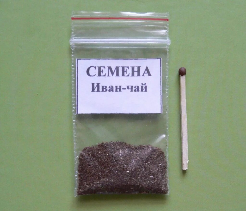 Феня семена. Семена кипрея узколистного.