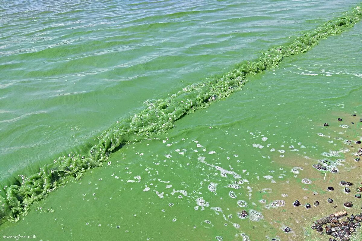 Эвтрофикация моря. Эвтрофикация черного моря. Цветение воды. Цветение водорослей.