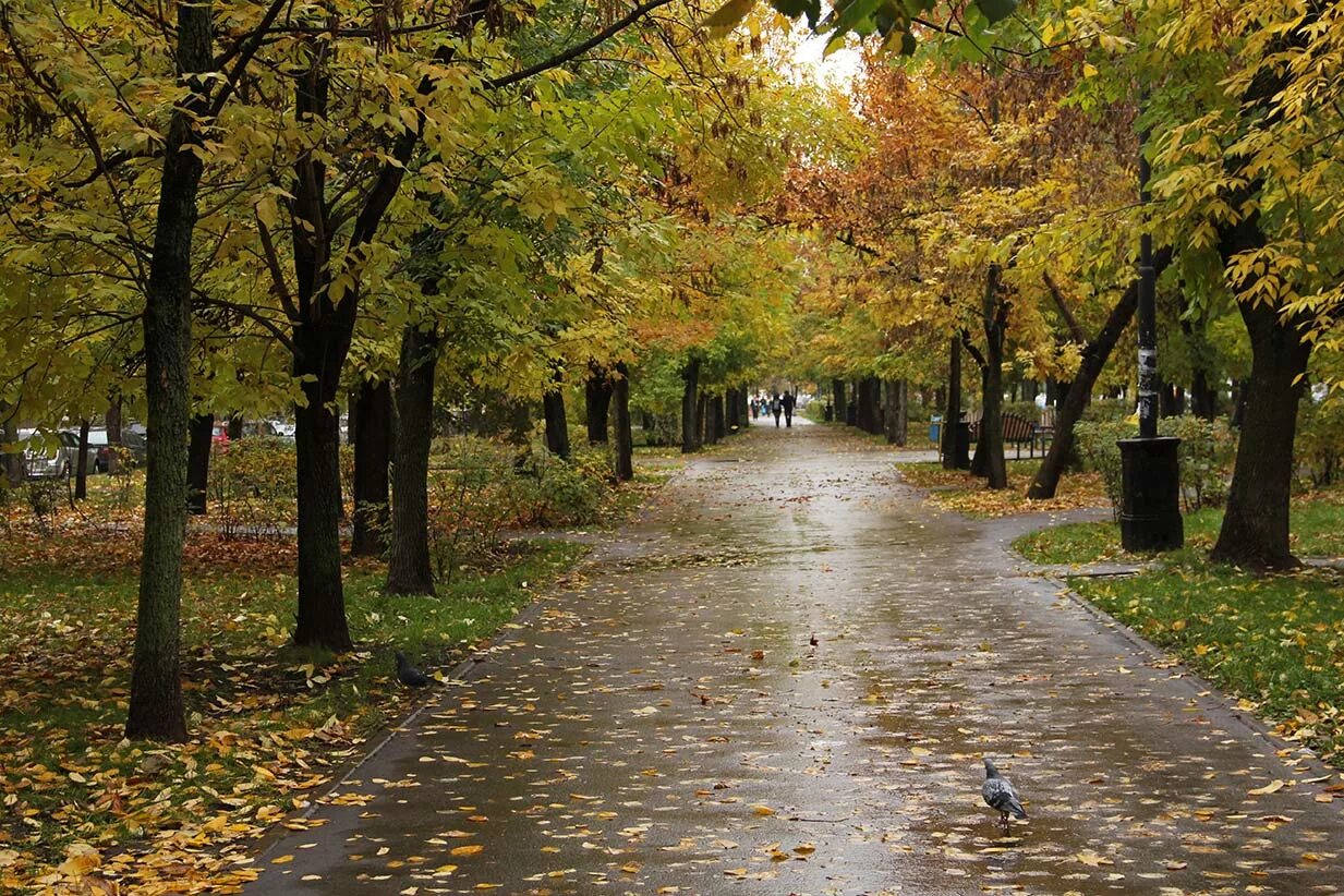 Осень без людей. Осенний парк в городе. Осень в городском парке. Осень в городе. Осенняя улица.