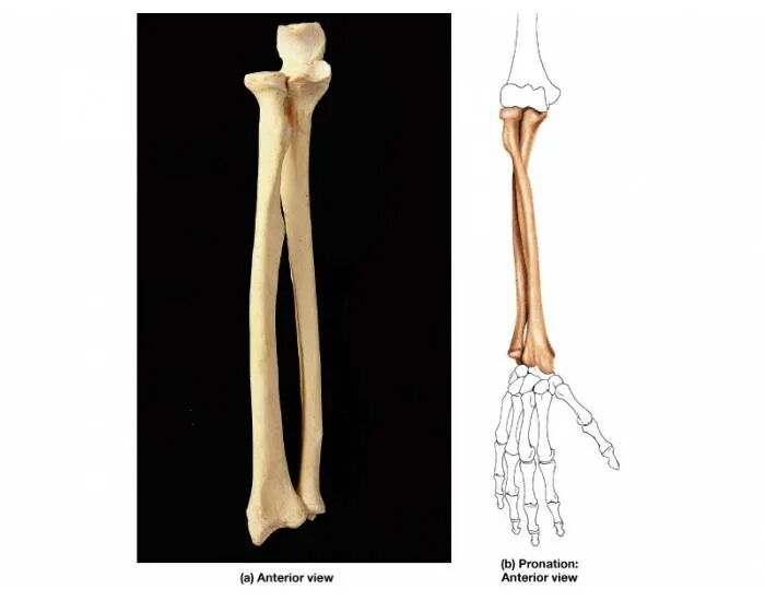 Лучевая кость анатомия скелет. Плечевая лучевая локтевая кость. Предплечье анатомия лучевая кость. Лучевая кость на руке анатомия.