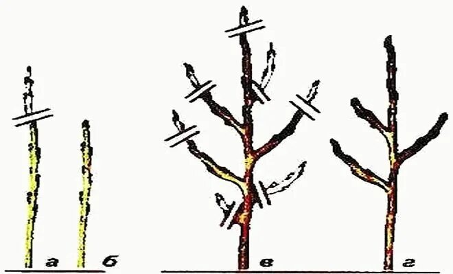 Как правильно обрезать колоновидную яблоню весной. Колоновидные яблони схема обрезки. Схема обрезки колоновидной яблони. Обрезка колоновидной яблони весной. Колоновидная яблоня обрезка.