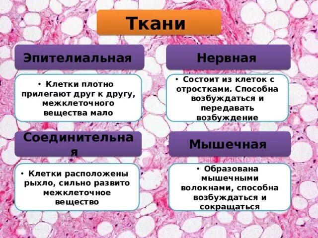 Эпителиальная ткань состоит из. Эпителиальная нервная мышечная и соединительная. Из чего состоит эпителиальная ткань. Эпителиальная ткань состоит из клеток. Насколько плотно