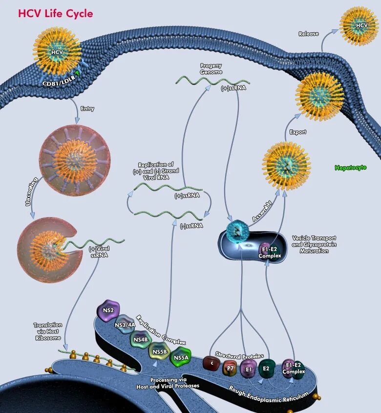 Жизненный цикл гепатита b. Жизненный цикл гепатита с. Жизненный цикл вируса гепатита с. Вирус гепатита е жизненный цикл. Hcv 1 2