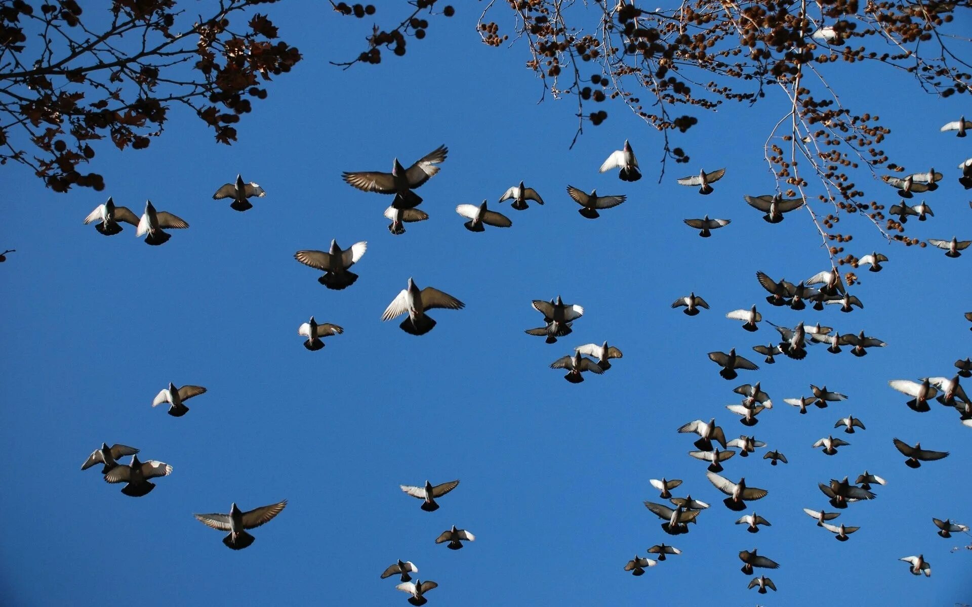 Birds wordwall. Birds wordwall. Birds wordwall. Много птиц. Birds wordwall.