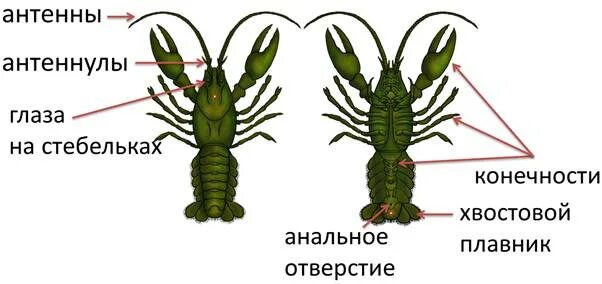 Какое хватание у рака. Внешнее строение ракообразных. Антеннулы у ракообразных. Антенны и антеннулы. Анальное отверстие у ракообразных.