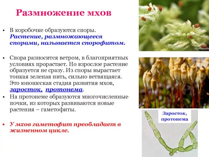 Размножение мхов бесполое (споры,вегетативное размножение ). Размножение спорами у растений. Размножение мхов. Бесполое размножение мхов. Прорастание споры образование протонемы