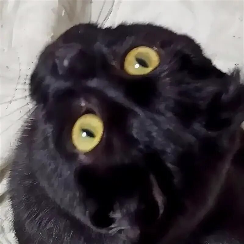 Тетрисист