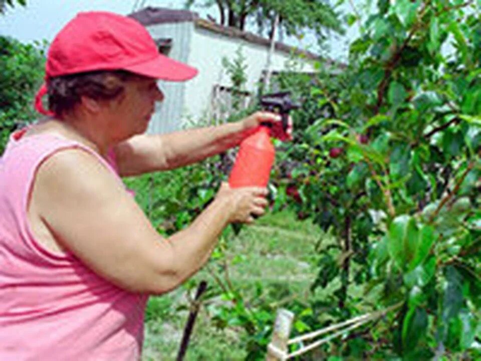 Выращивать цветы. Фотосессия с фруктами. Огород на даче. Девушка в саду. Стать садоводом.