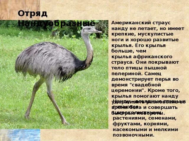 Особенности строения нандуобразных. Особенности строения нандуобразных