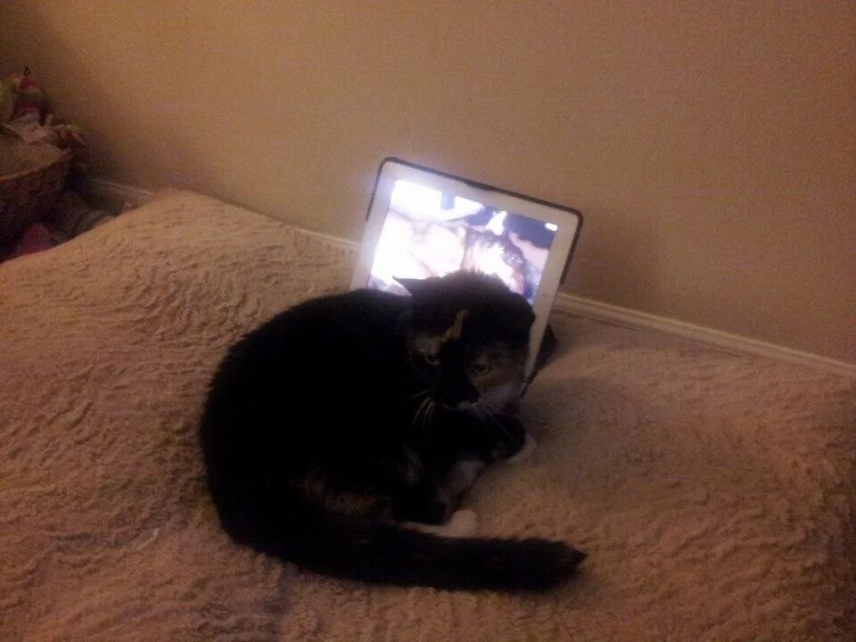 Коты перед смертью уходят. Кошка перед монитором. Фотография котика перед экраном. Кошка тоскует по хозяину. Скучает ли кошка по хозяину.
