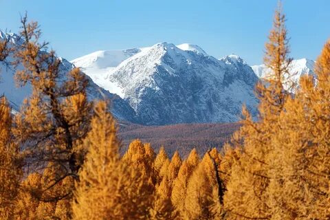 Золотые умы алтая